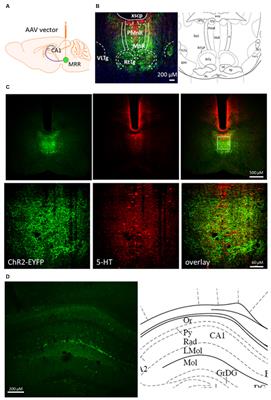 Regulation of Hippocampal 5-HT Release by P2X7 Receptors in Response to Optogenetic Stimulation of Median Raphe Terminals of Mice